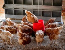 Membangun Usaha Ternak Ayam di Kampung: Ide Bisnis dan Peluang Menjanjikan